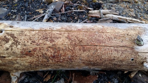 White pine log